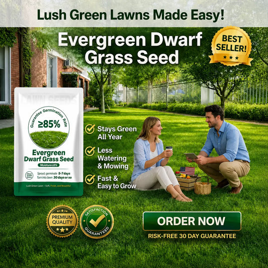 🔥Last Day Promotion 49% OFF🔥🌱2026 Evergreen Dwarf Grass Seed for Four Seasons| Durable, Vibrant Green All Year